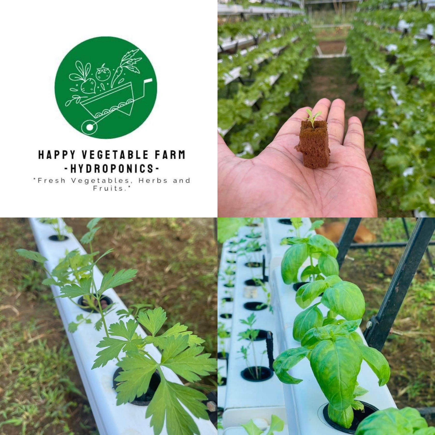 Happy Vegetable Farm | locally-grown hydroponics lettuce
