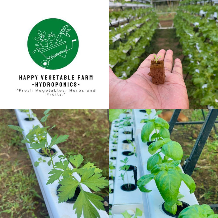 Happy Vegetable Farm | locally-grown hydroponics lettuce